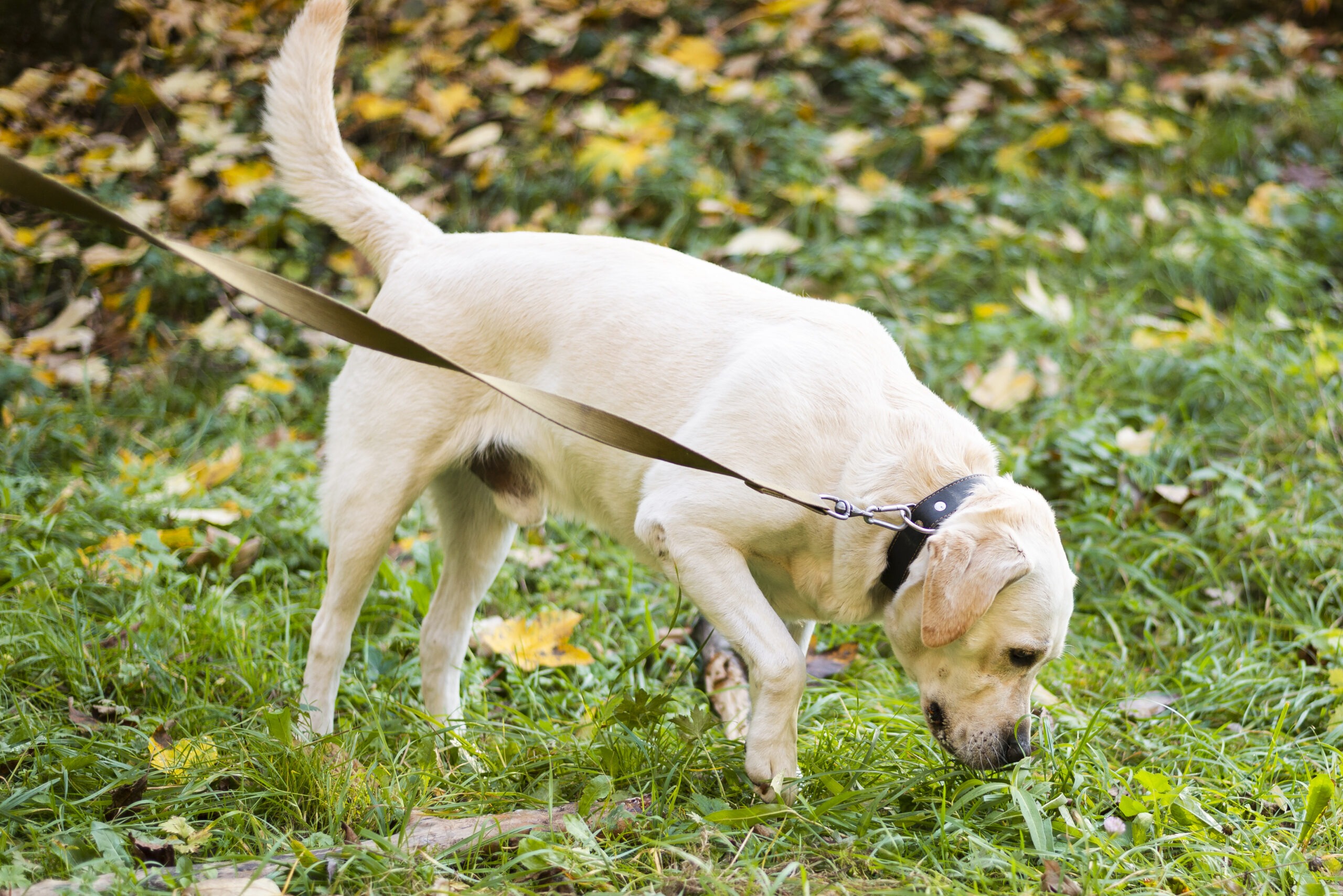 How to Help Dog with Arthritis