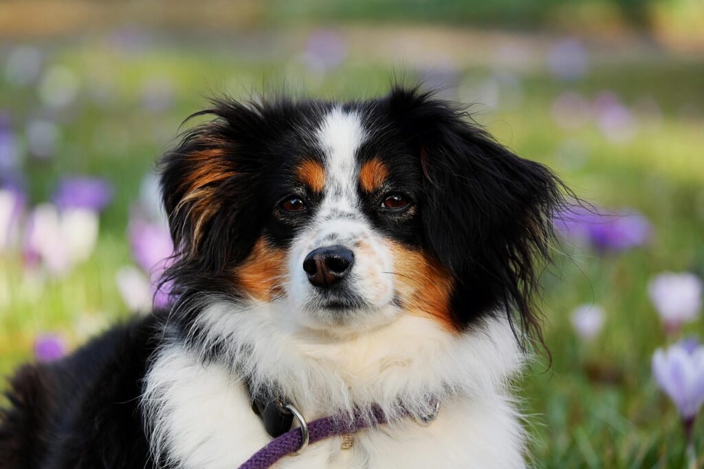 Best Arthritis Dog Medicine & Treatment
