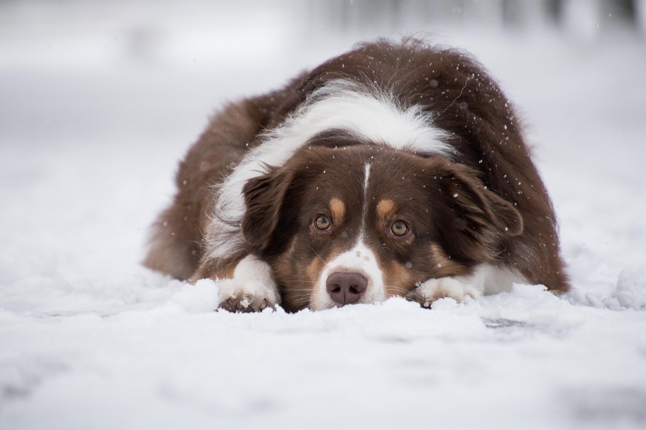 Homemade Dog Food Recipe