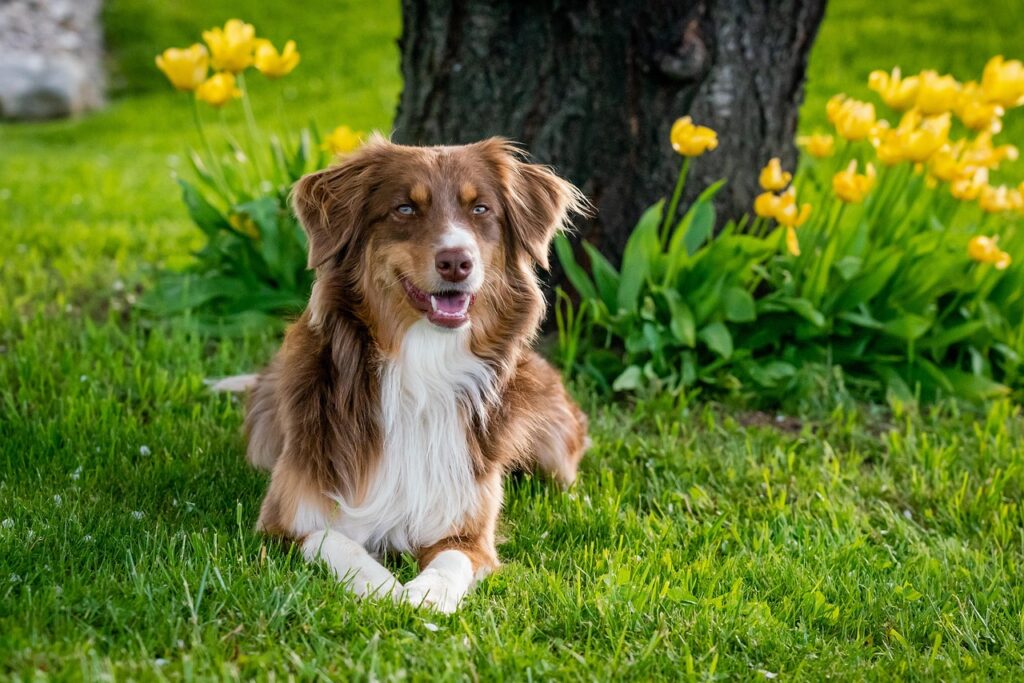 Homemade Dog Food Recipes for Skin Allergies