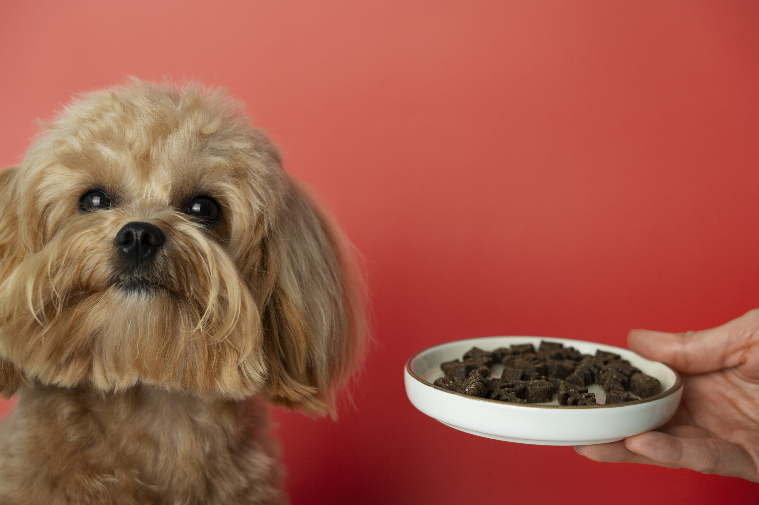 How Much to Feed a Puppy