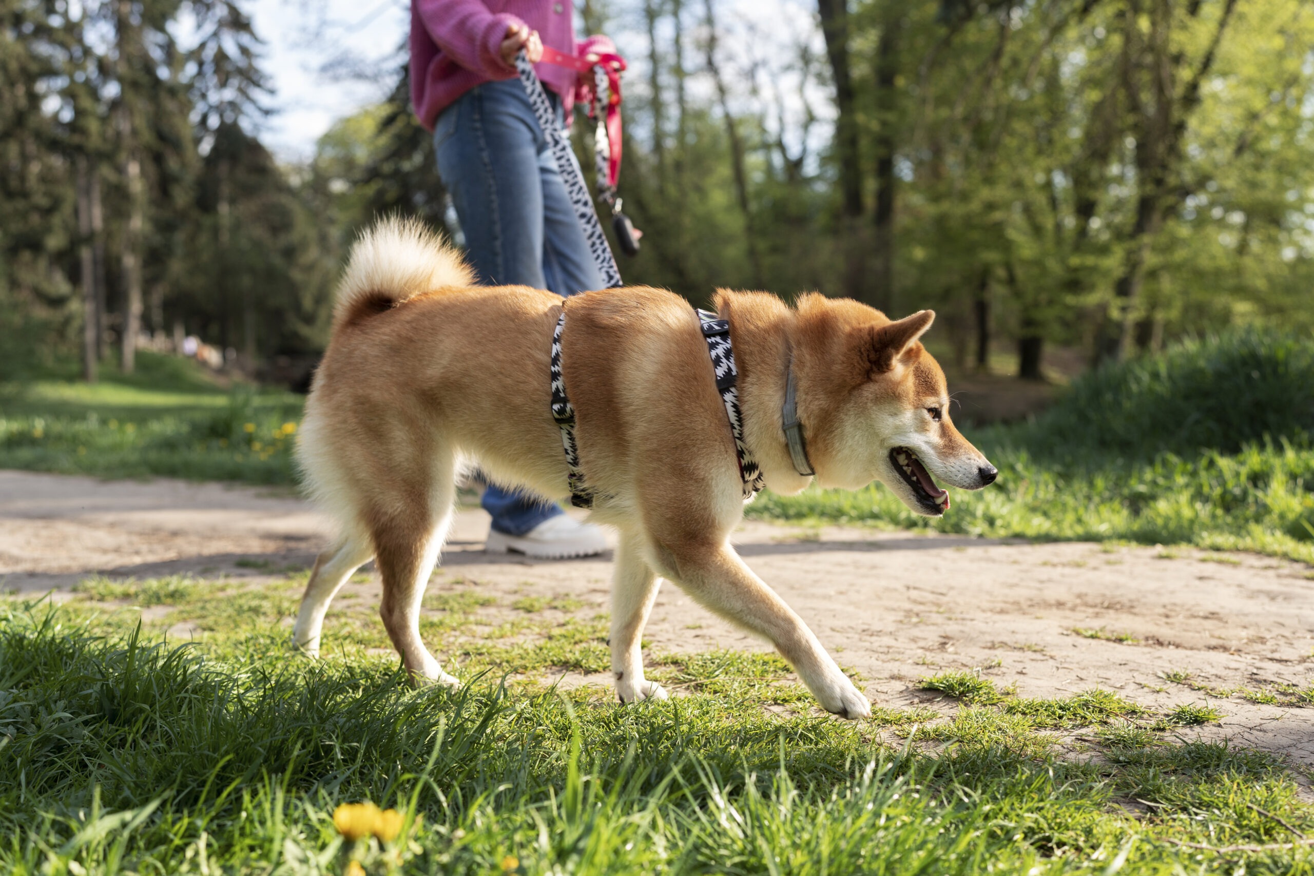 How to Treat a Limping Dog at Home