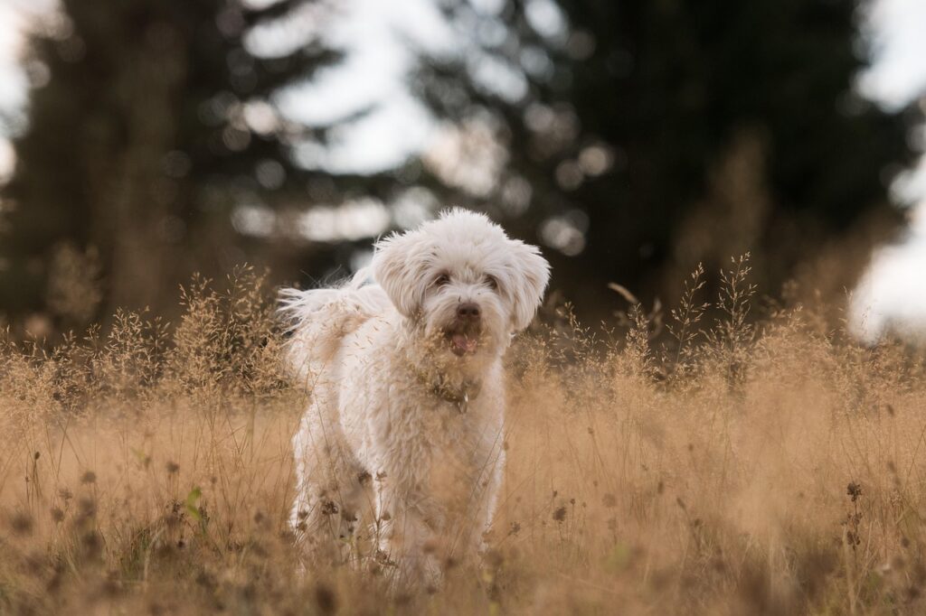 Homemade Dog Food Recipes for Skin Allergies