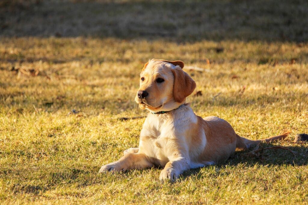 Dog years in human age
