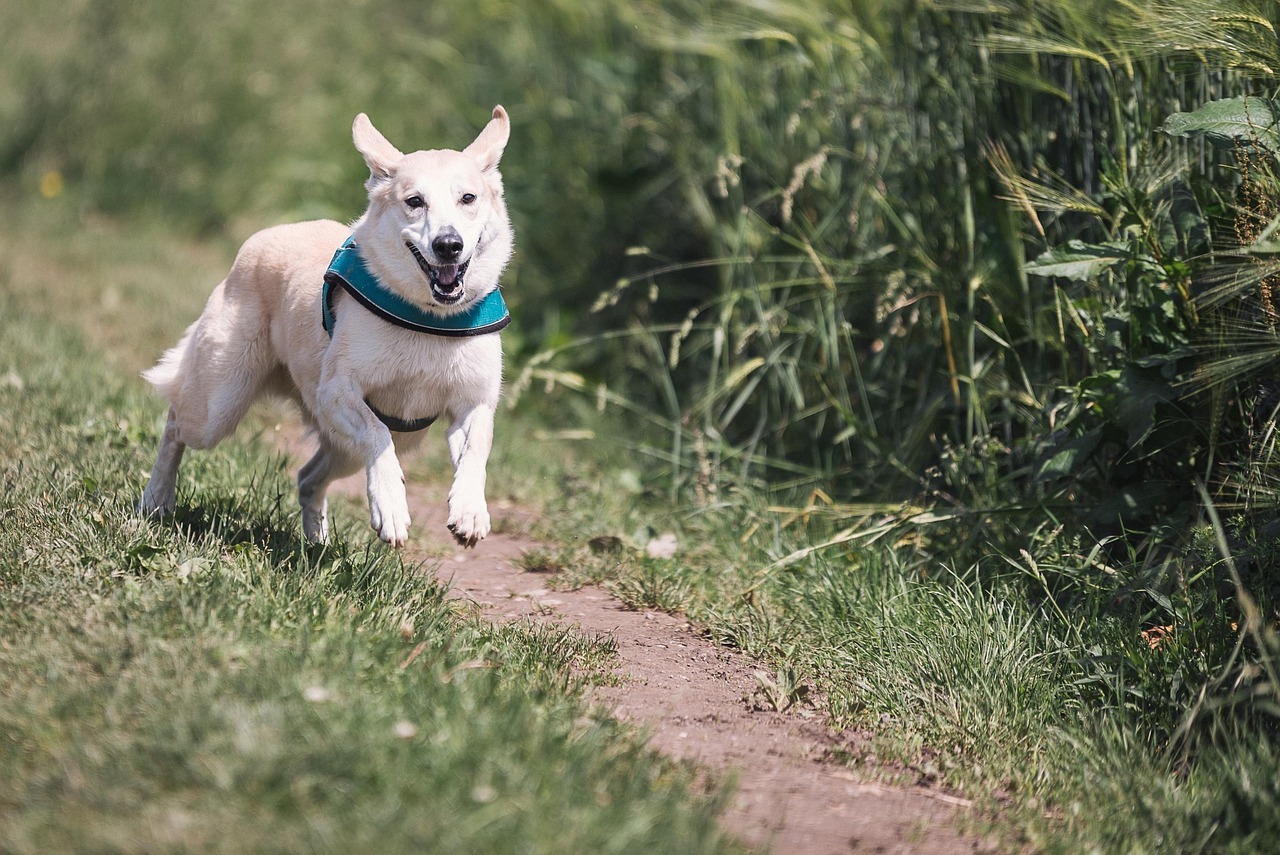 Homemade Senior Dog Diet Food Recipes