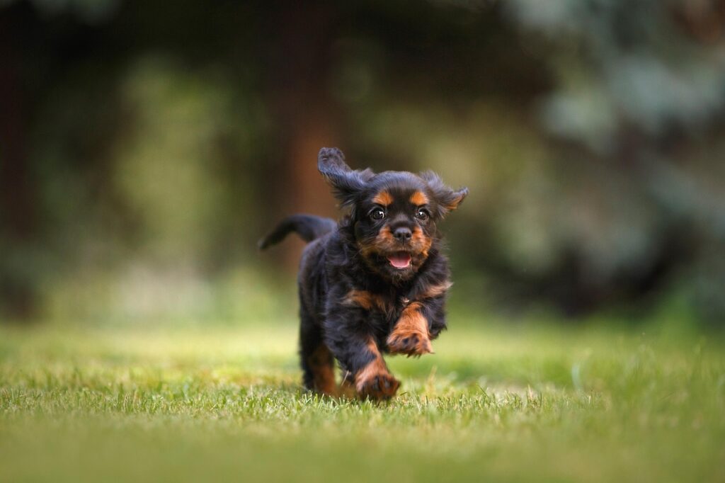 Dog Food Homemade Recipes