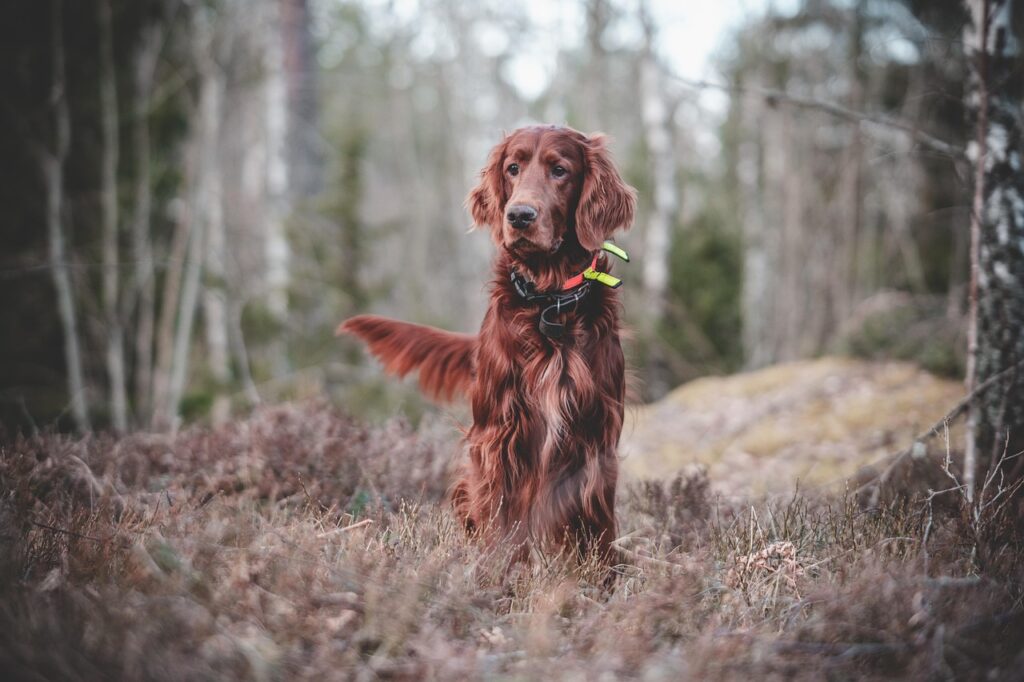 Dog Food Homemade Recipes