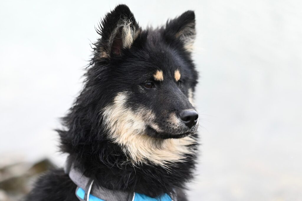 Senior Dog Food Without Chicken
