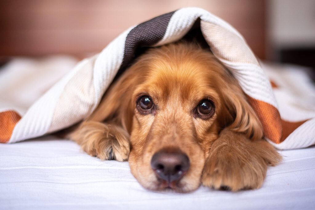 senior dog food for weight gain