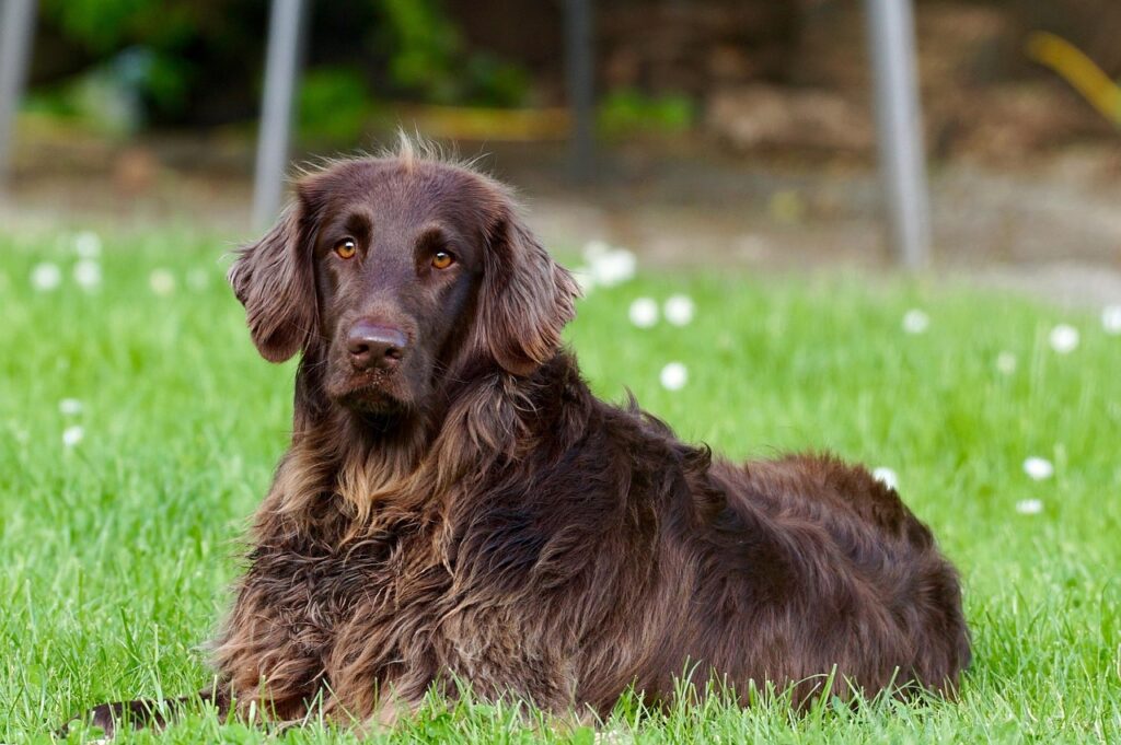 Vet‑Approved Homemade Senior Dog Food Recipes