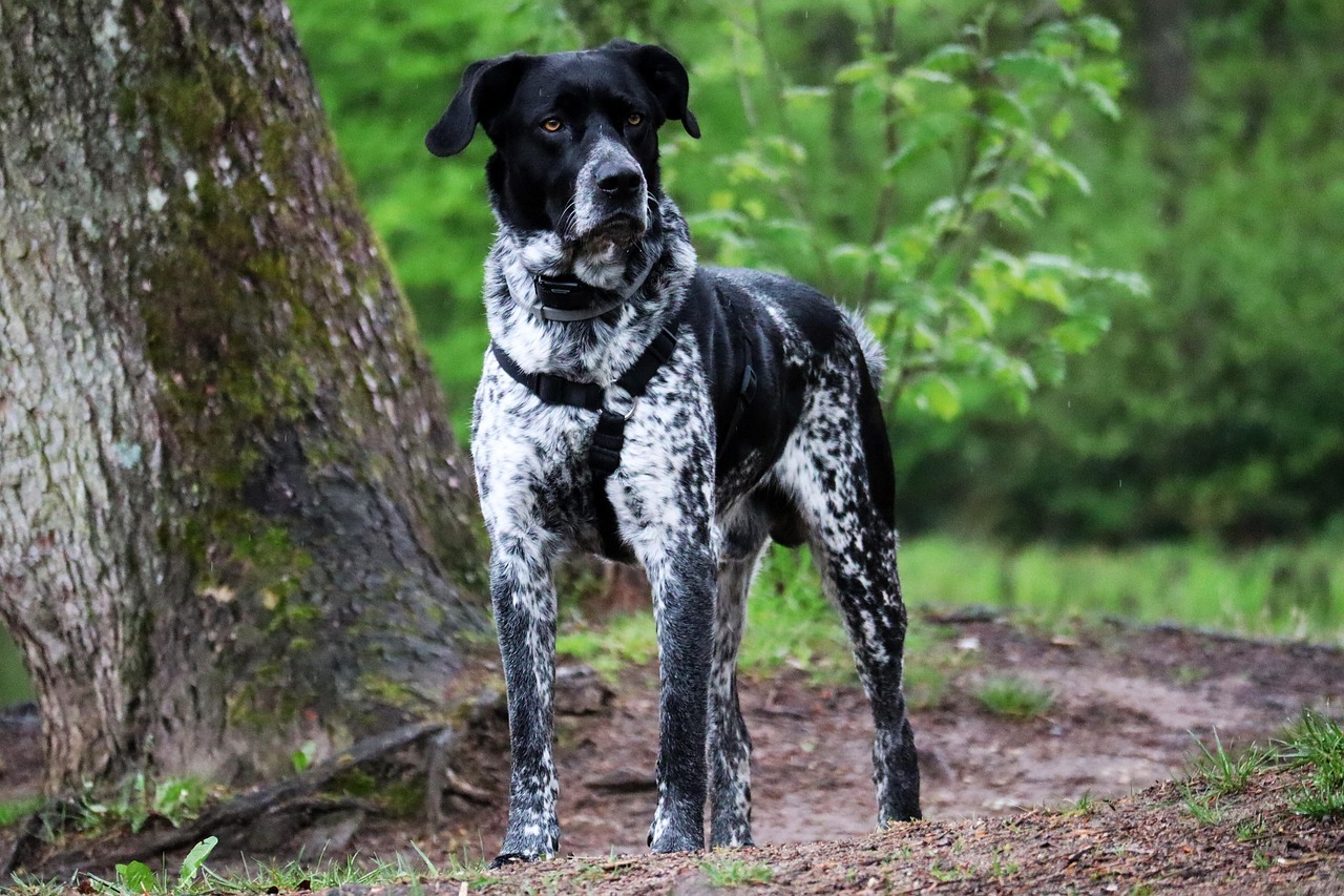 Why My Dog Is Limping But Shows No Sign of Pain