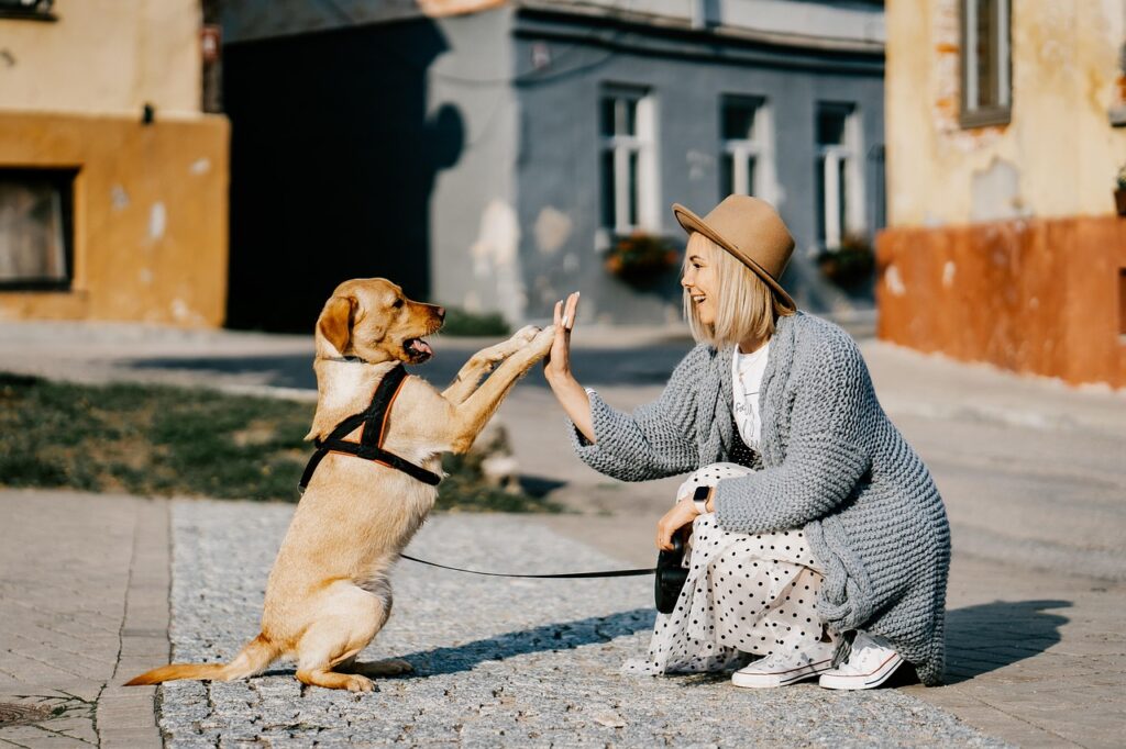 Dog Food Homemade Recipes