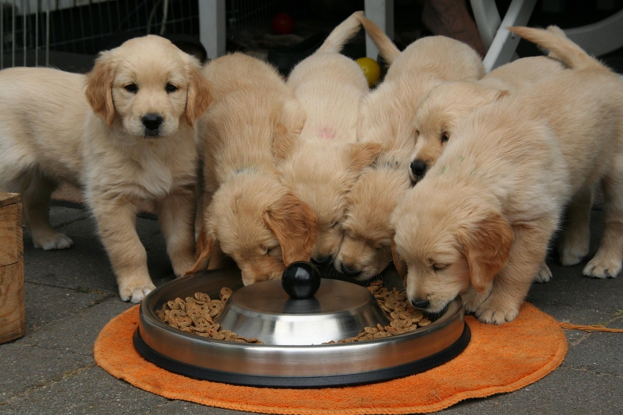 Dog Food Homemade Recipes