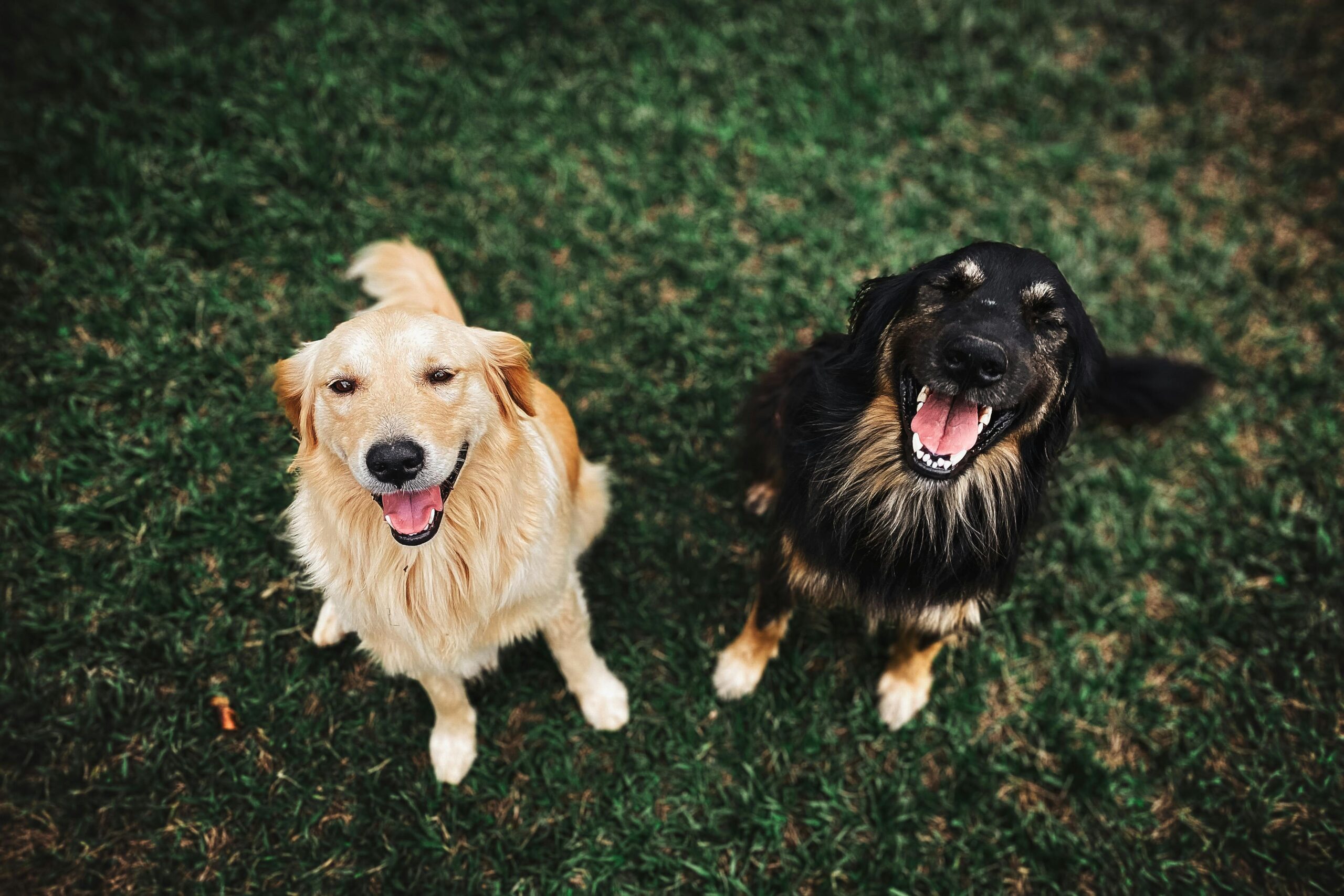 Homemade Dog Food Recipes for Kidney Disease