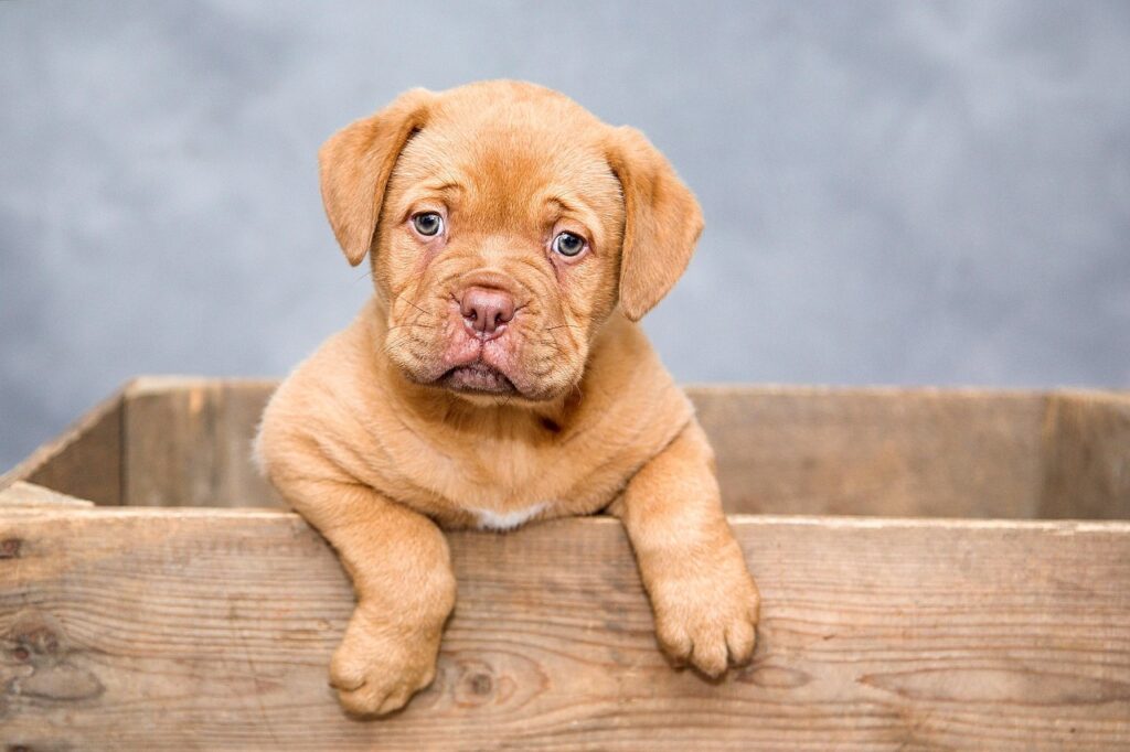 Senior Dog Food Without Chicken