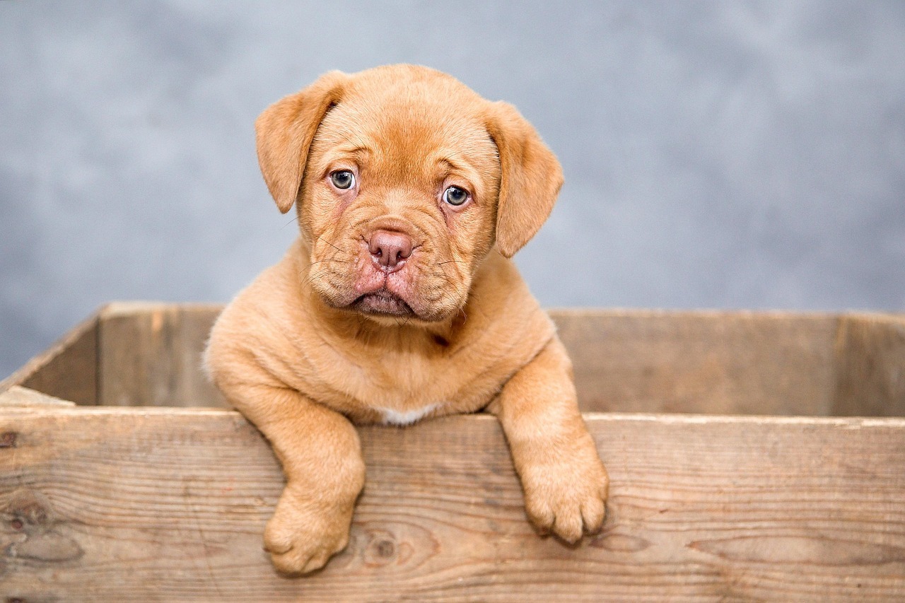 Senior Dog Food Without Chicken