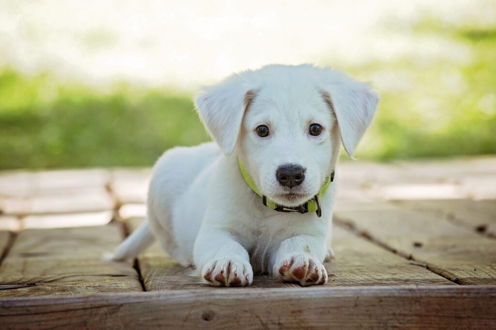 Vet‑Approved Homemade Senior Dog Food Recipes