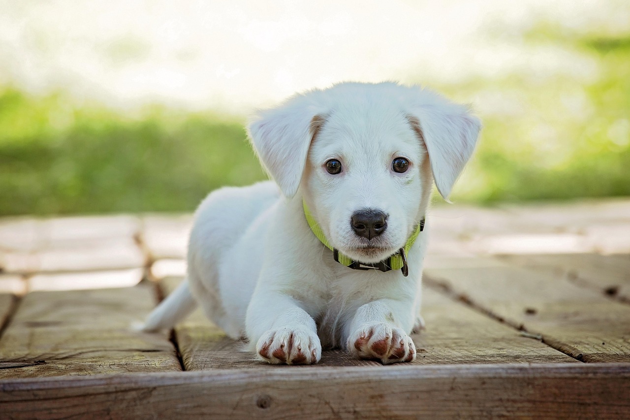Vet‑Approved Homemade Senior Dog Food Recipes