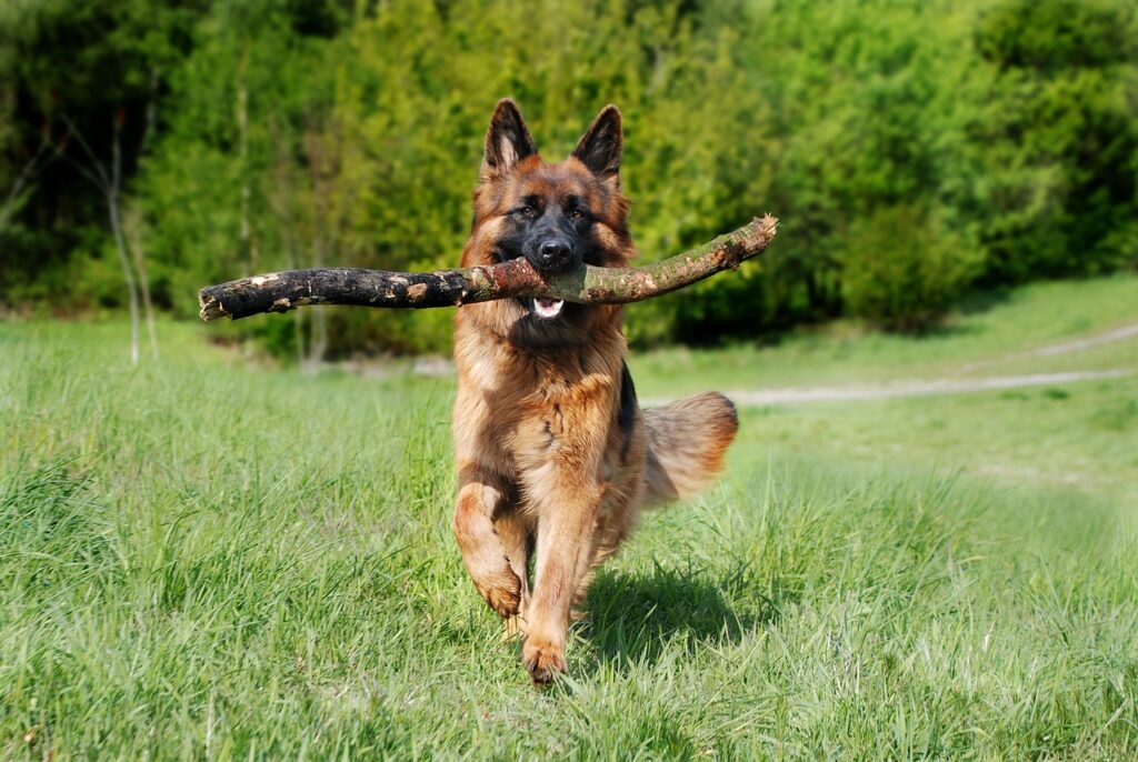 Why My Dog Is Limping But Shows No Sign of Pain