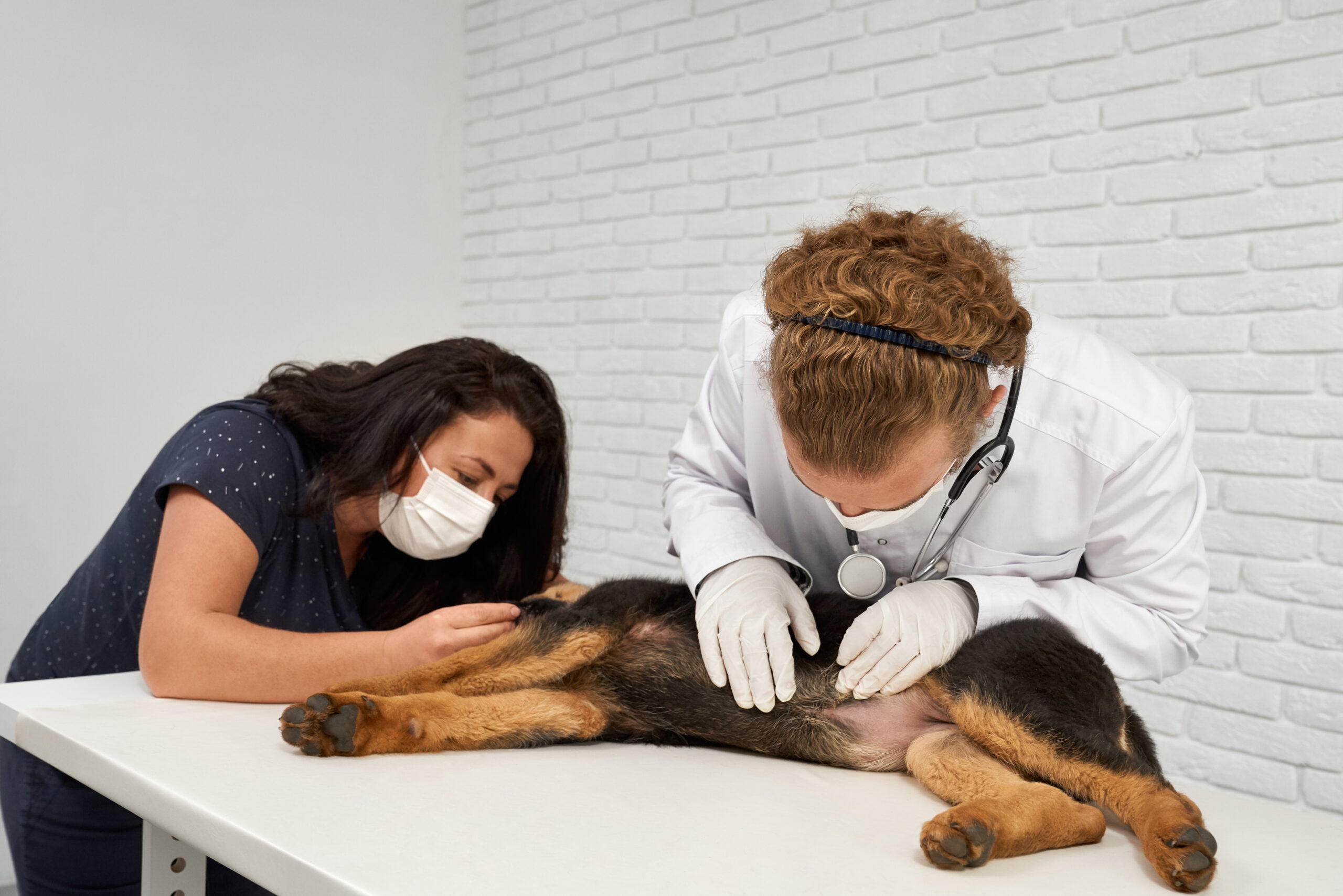 Dog Anesthesia After Effects