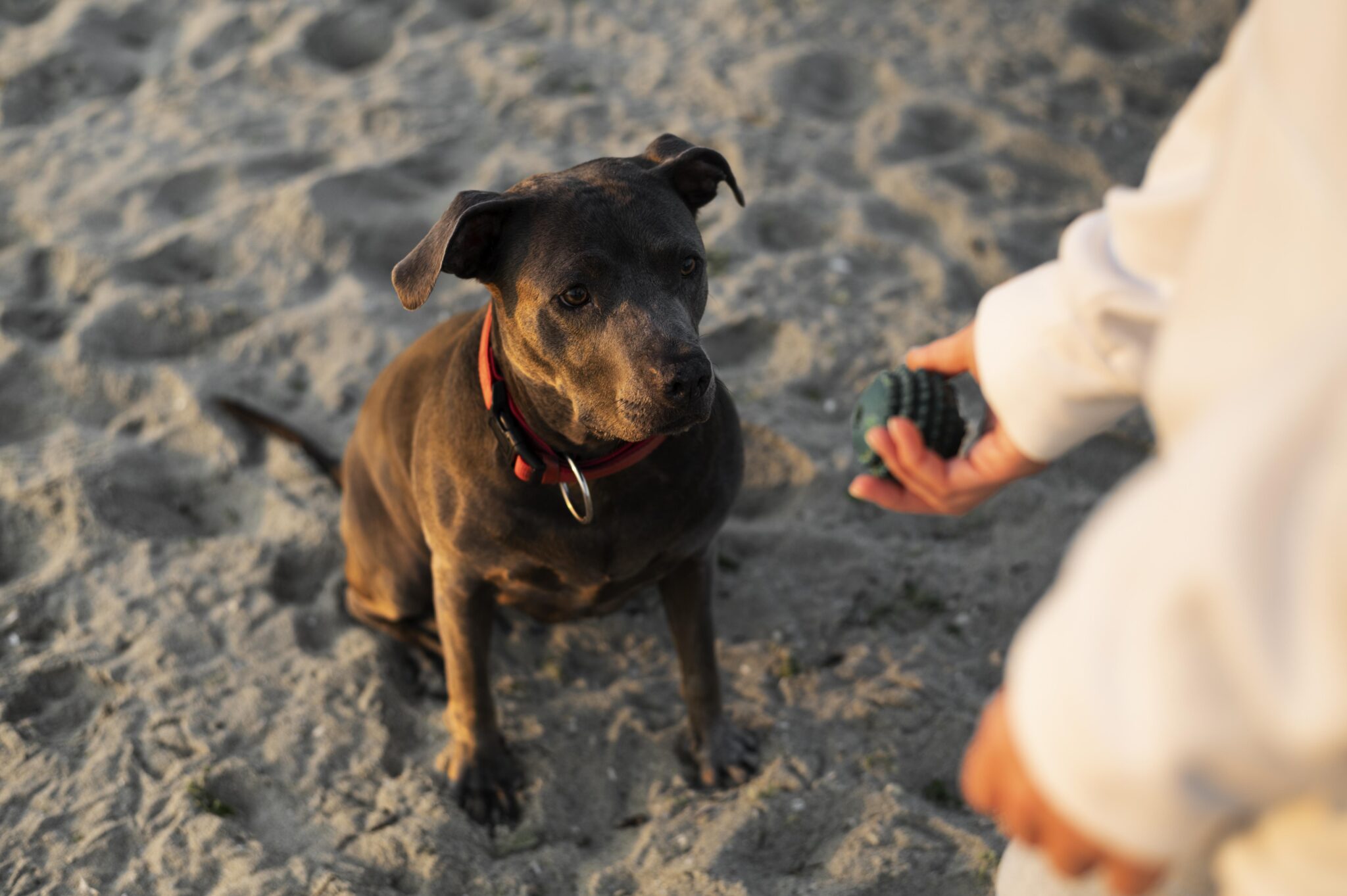 Curated visual reference: How To Treat A Limping Dog At Home Naturally Without Photo Inspiration