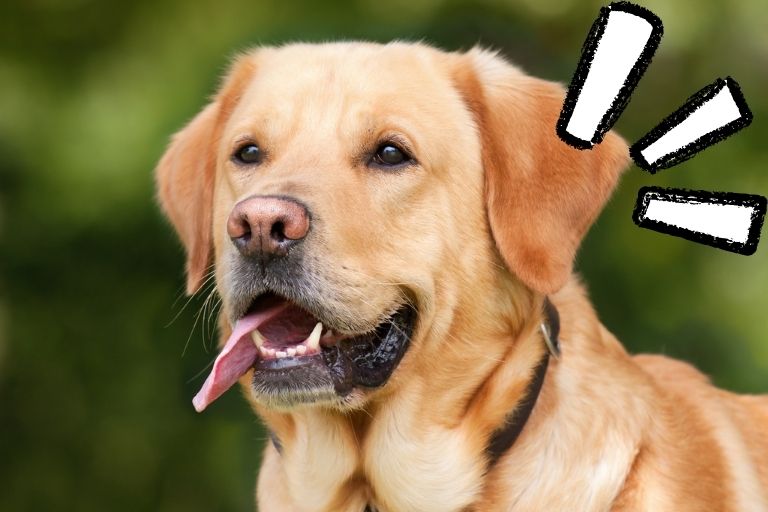 Healthiest Dog Food for Senior Dogs