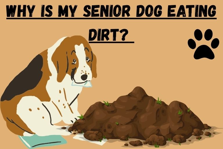 Why Is My Senior Dog Eating Dirt?