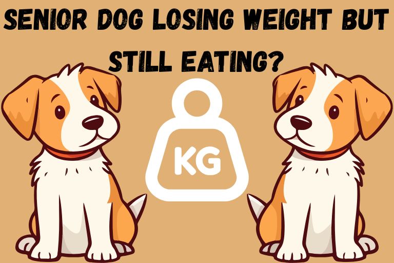 Senior Dog Losing Weight But Still Eating