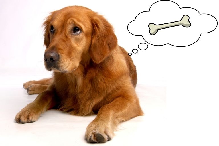 Healthiest Dog Food for Senior Dogs