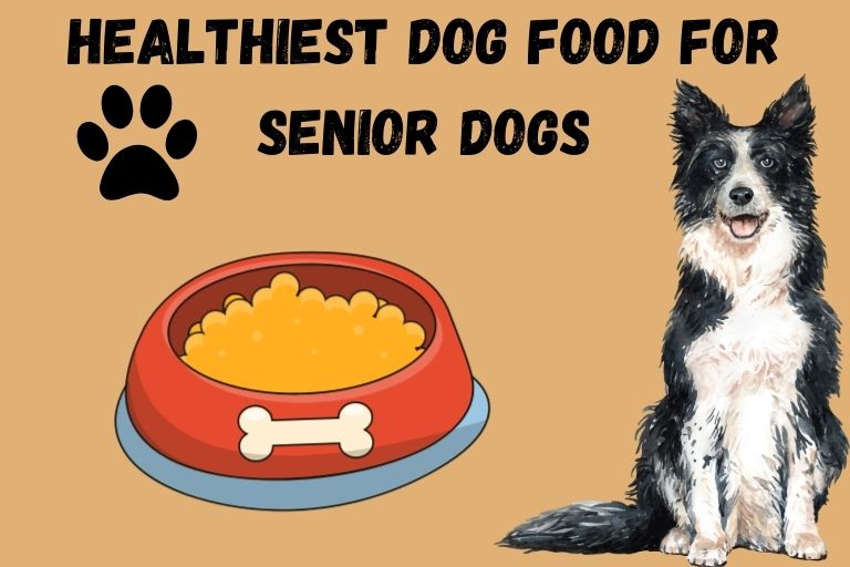 Healthiest Dog Food for Senior Dogs