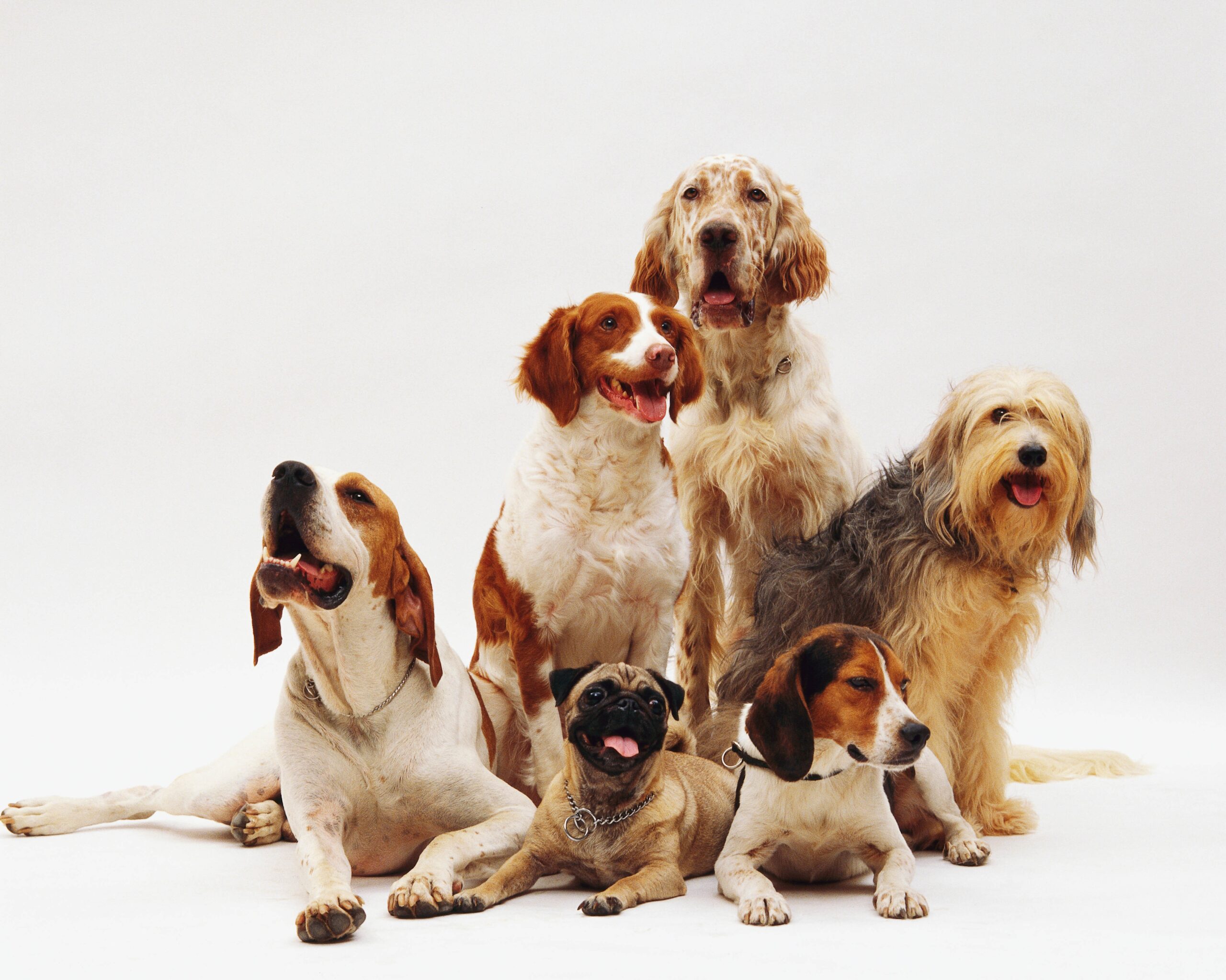 Senior Dog and Puppy Adjustment Journey