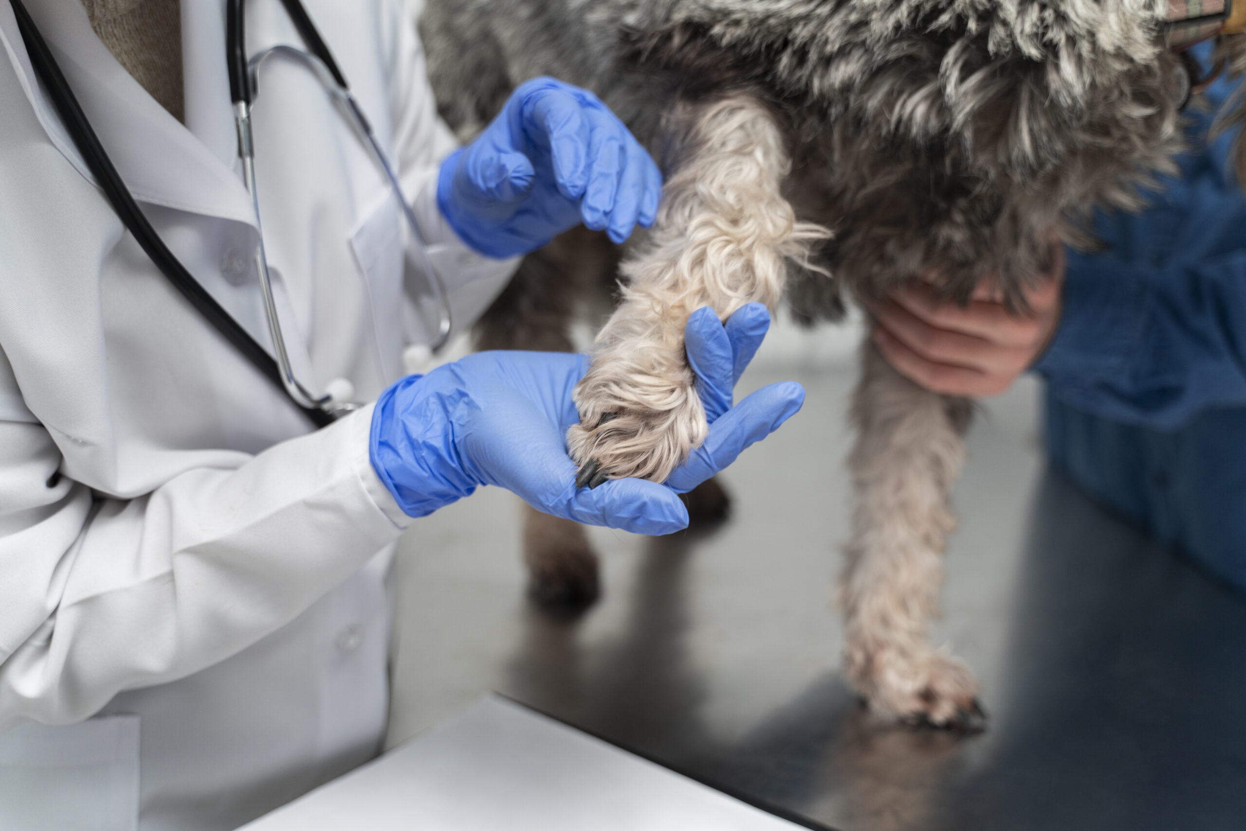 dog cracked nail no bleeding