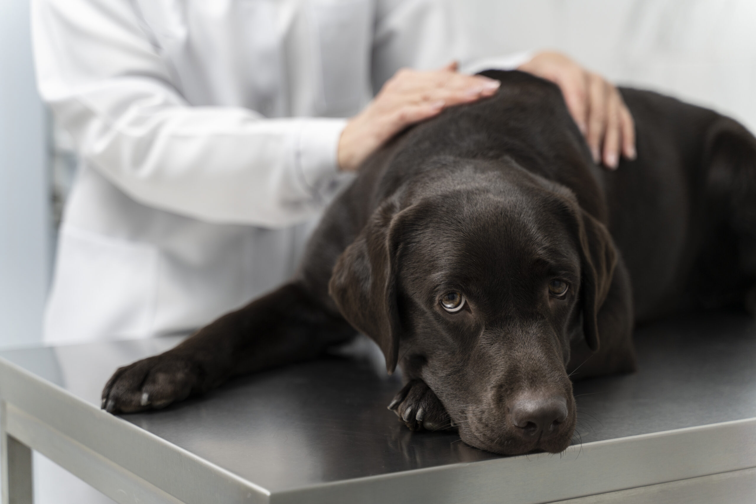What Can I Give My Dog for Pain