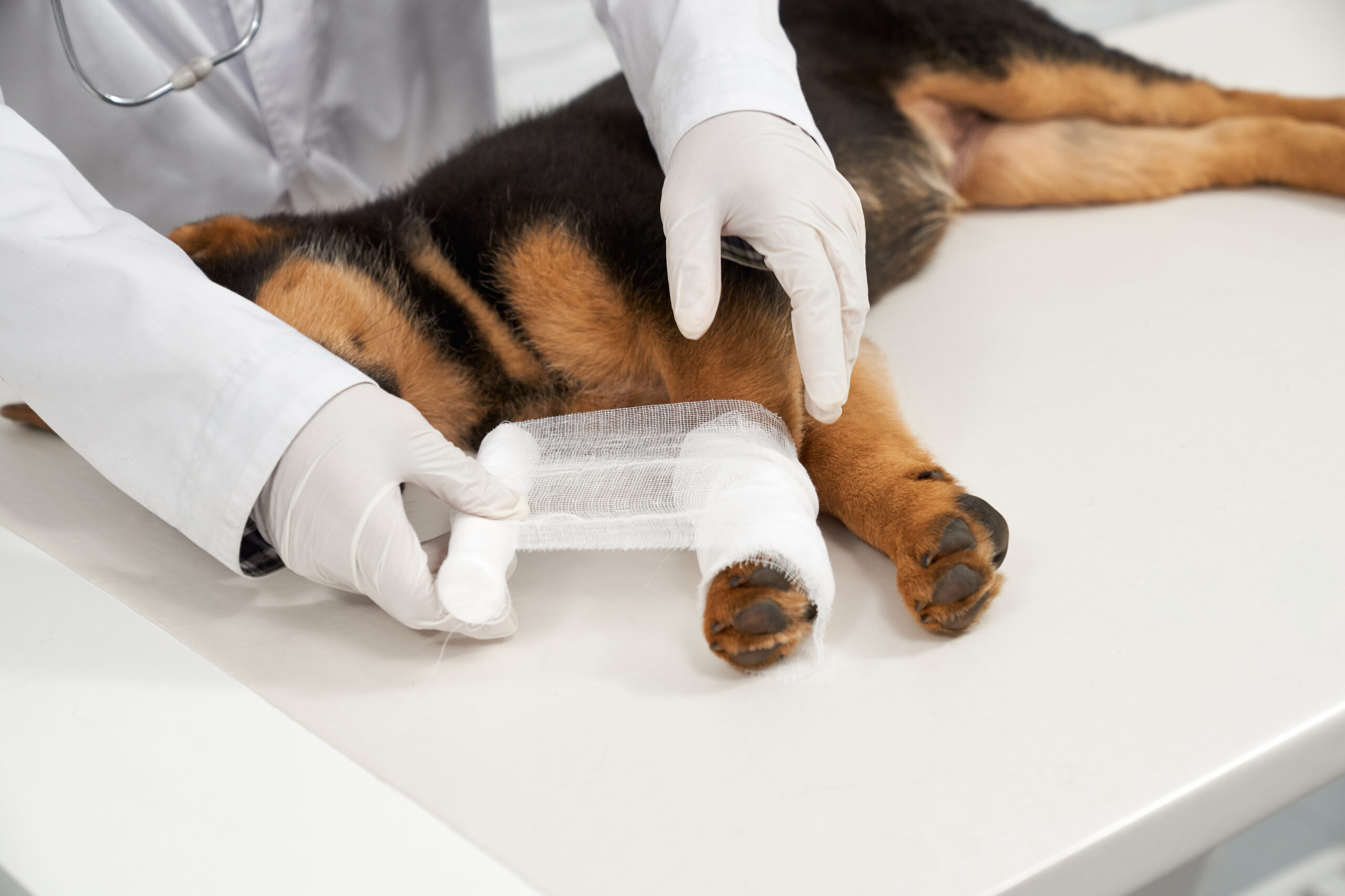 dog leg pain home remedies