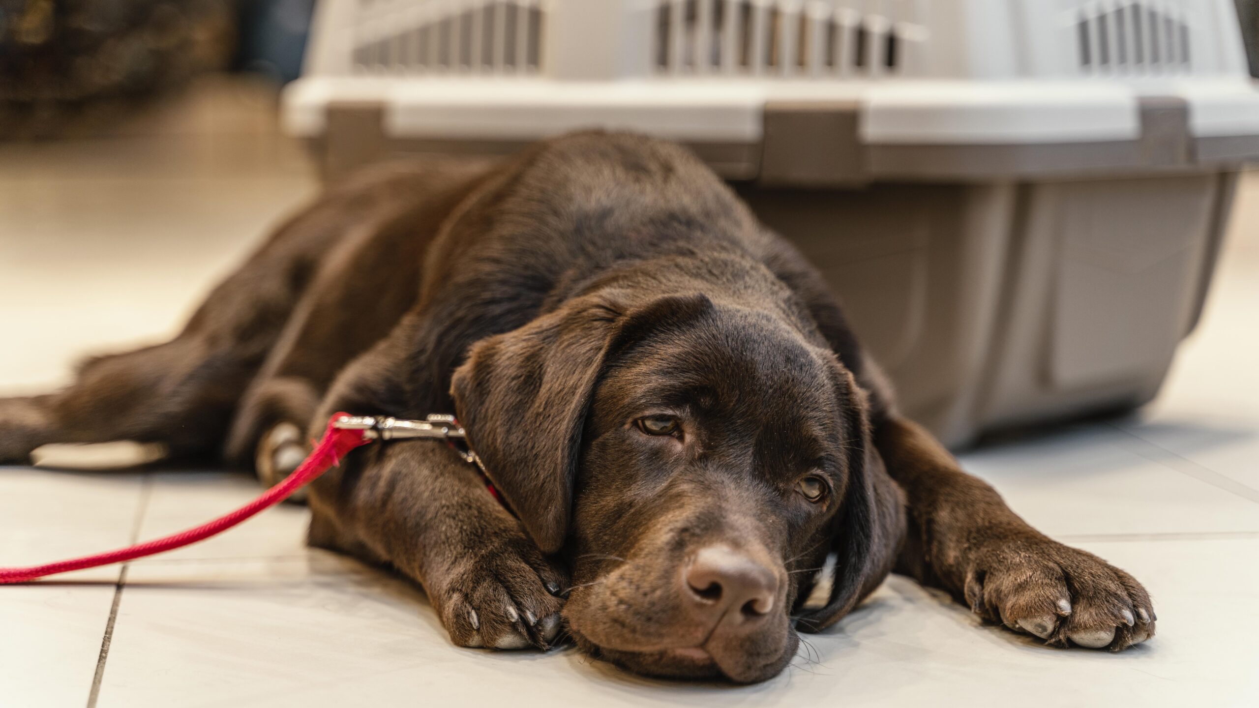 Safe Immediate Dog Pain Relief
