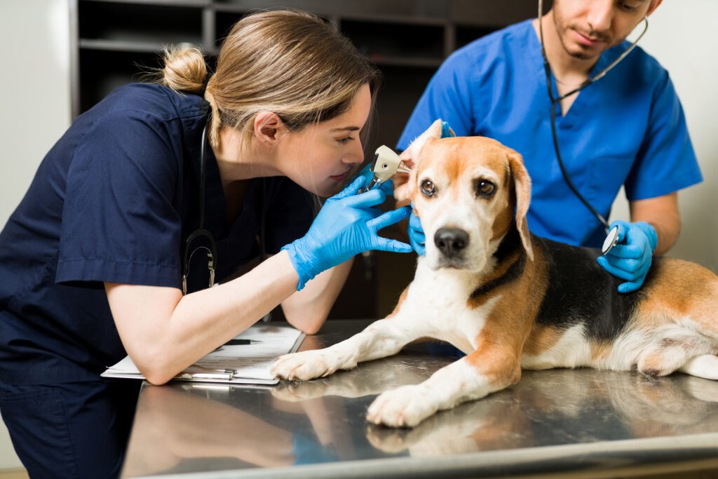 do senior dogs need vaccinations