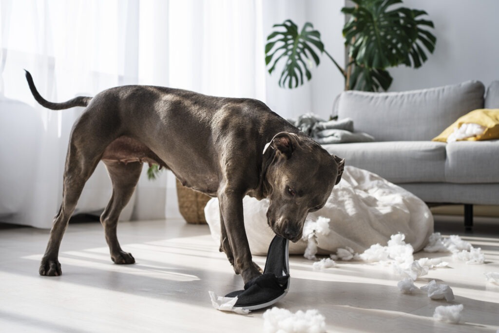 Dogs Fighting Over Socks
