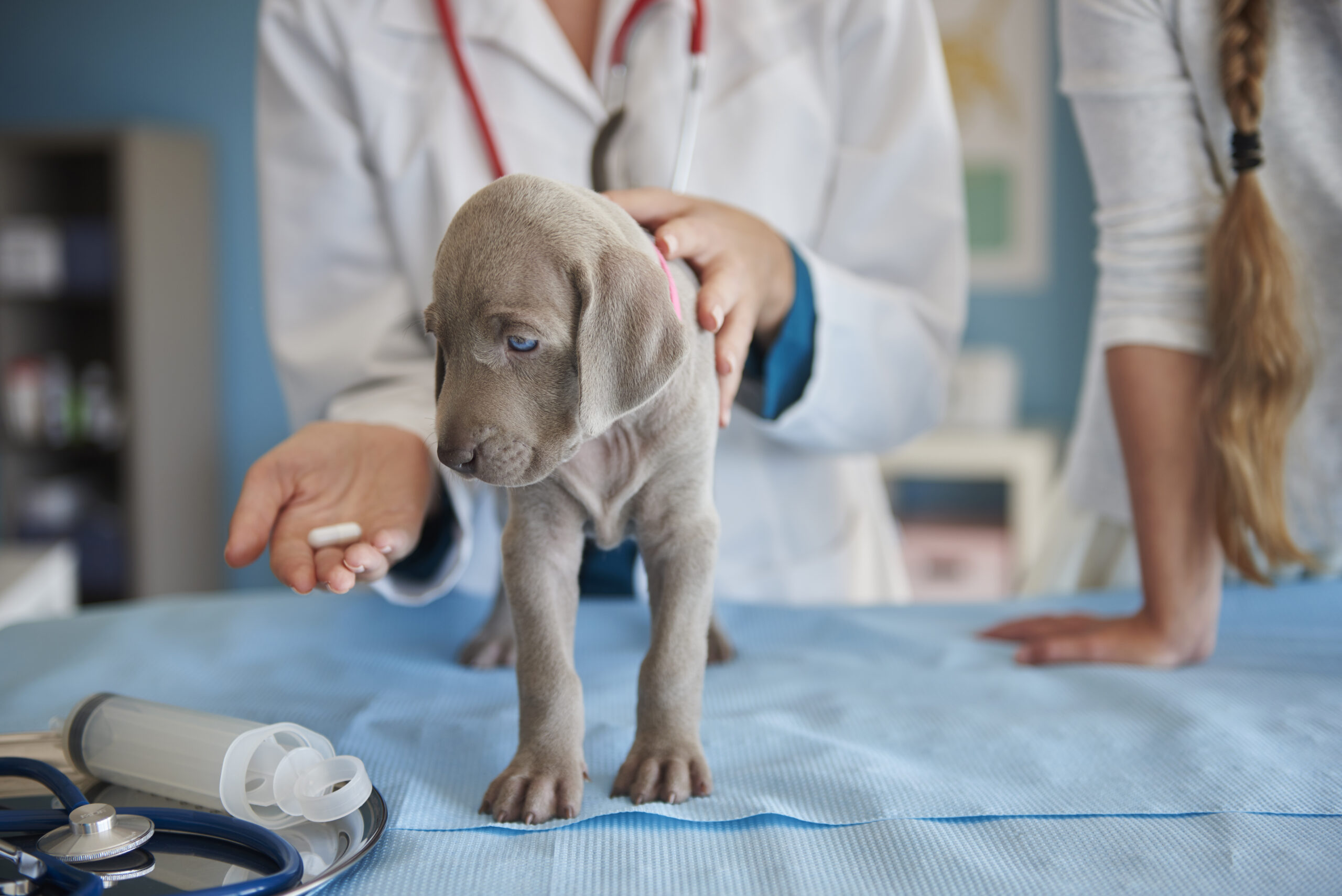 What Painkillers Can I Give My Dog